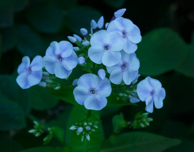 IMG_9721oil paint sat crop f6.jpg