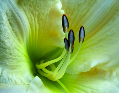 IMG_9726 b large file denoise crop 2 lab.jpg