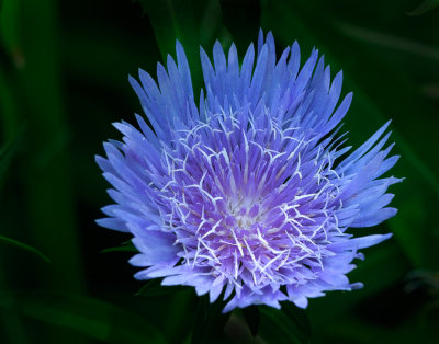 IMG_9774 viveza crop f6.jpg