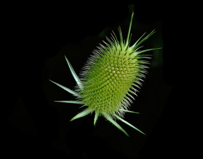 Teasel crop.jpg