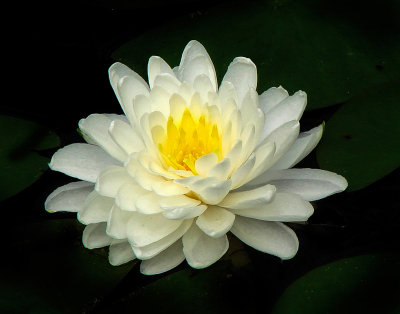 northchagrin_waterlily  burn tpzclarnaturefnf1_jun15 2010_crop_14x11_DSC01097.jpg