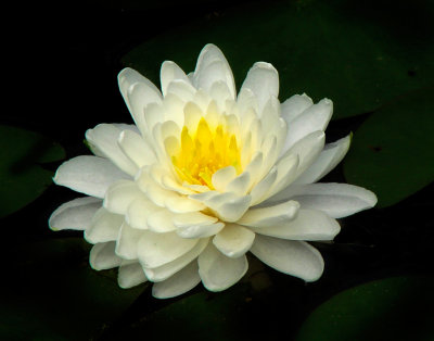 northchagrin_waterlily tpzclarnaturefnf1_jun15 2010_crop_14x11_DSC01097.jpg