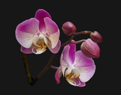 Photo Art - Orchids 2016