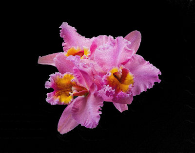IMG_5994-web-oil-paint-sharpinion-crop-lab-crop-lab-tpzclarnat.jpg