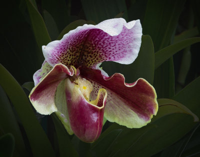 IMG_6021-web-oil-paint-bigsofty-crop-lab.jpg