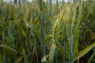 Wheat ,barley