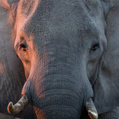 African elephant