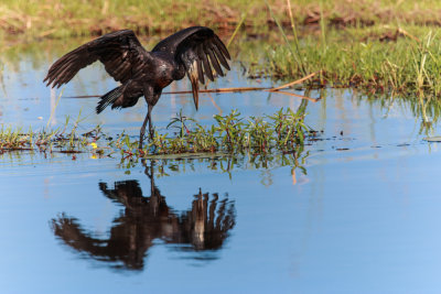 African Open-billed Stork