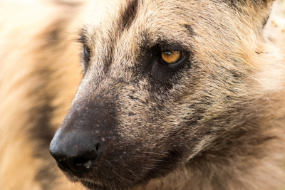 African Wild Dog