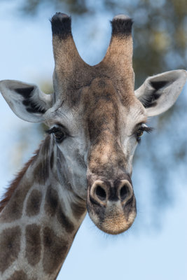 Giraffe