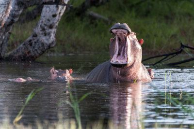 Hippopotamus