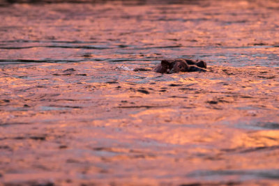 Hippopotamus