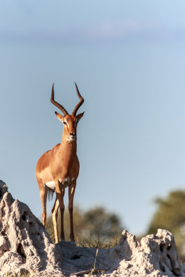 Impala