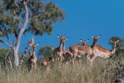 Impalas