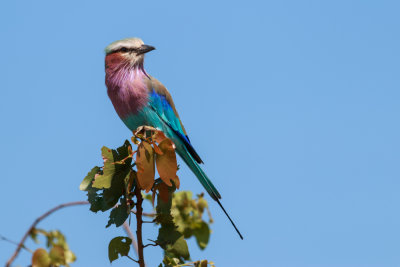 Lilac-breasted Roller