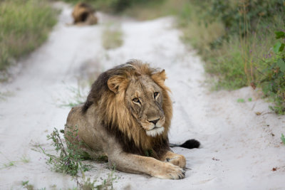 Lion