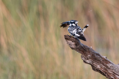 Pied kingfisher