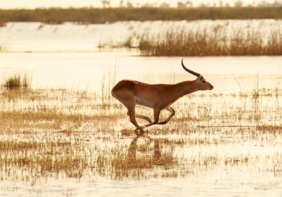 Red Lechwe