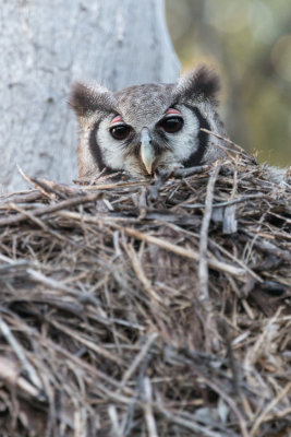 Verreauxs Eagle-Owl