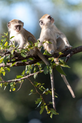 Vervet monkey