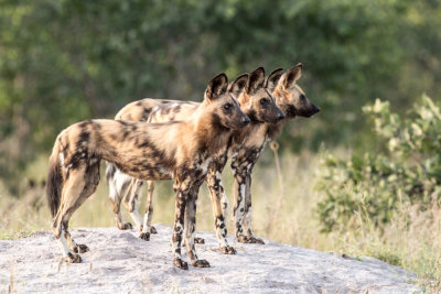 African Wild Dogs