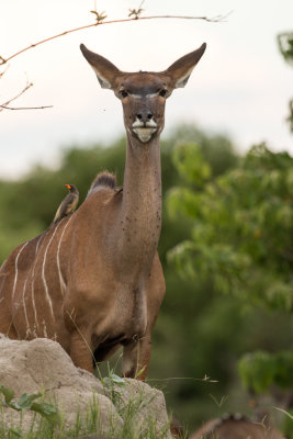 Greater kudu