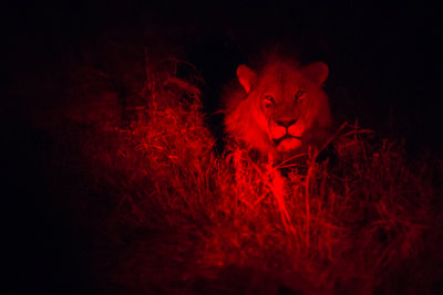 Lion