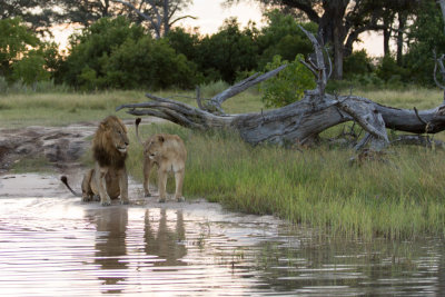 Lions