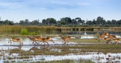 Red Lechwe
