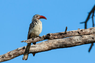 Red-billed Hornbill