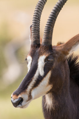 Sable antelope