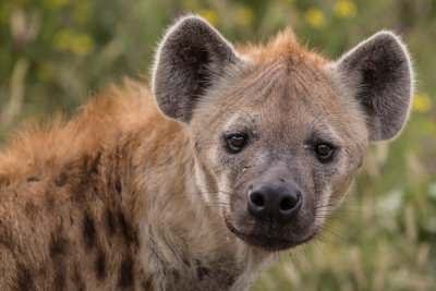 Spotted Hyena