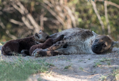 Spotted Hyena