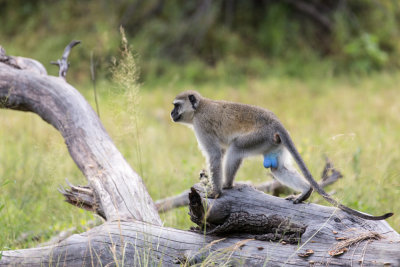 Vervet monkey