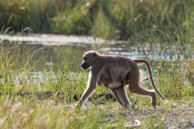 Baboon