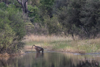 Baboon