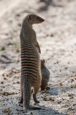 Banded mongoose