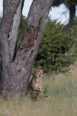 Cheetah