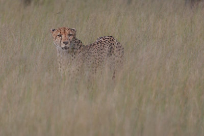 Cheetah
