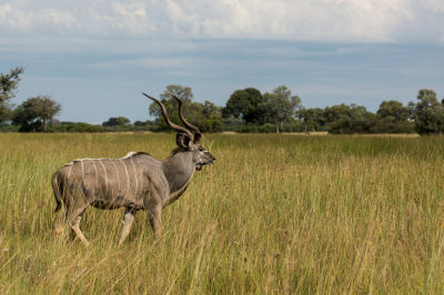 Greater kudu