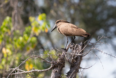 Hamerkop