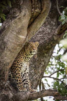 Leopard