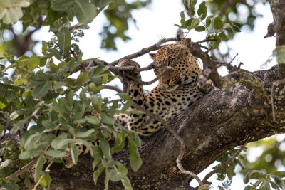 Leopard