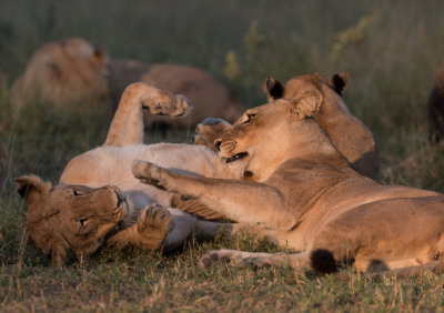 Lions