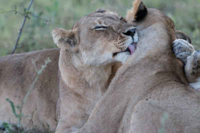 Lions
