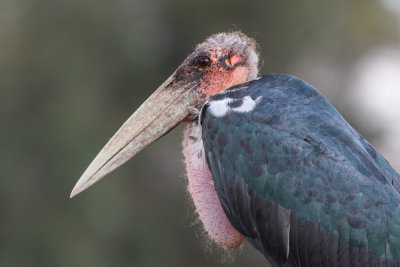 Marabou Stork