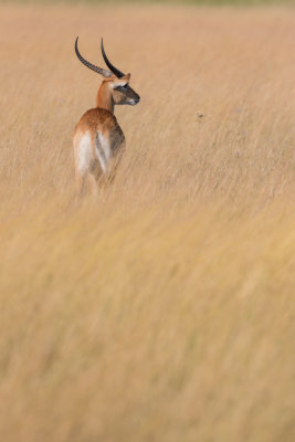 Red Lechwe