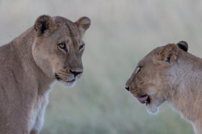 Lions