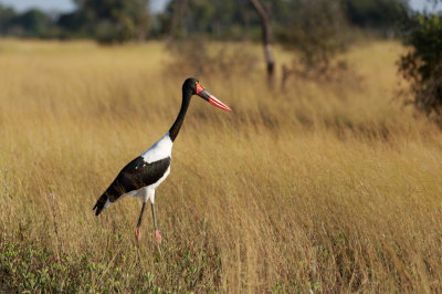 Saddle-billed Stork