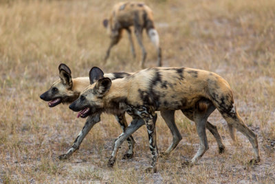 Wild Dogs
